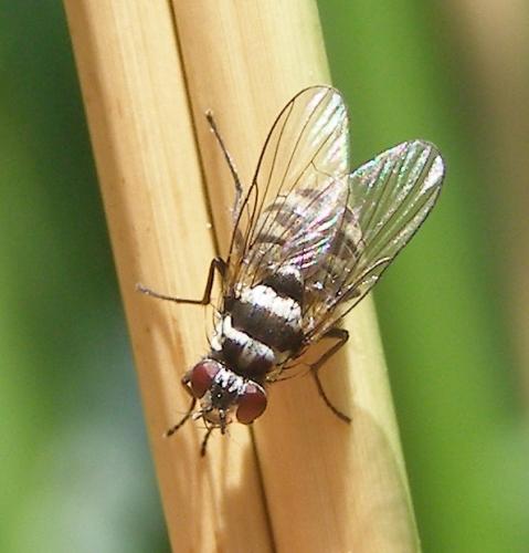 Réf. 188 695 : Limnophora obsignata